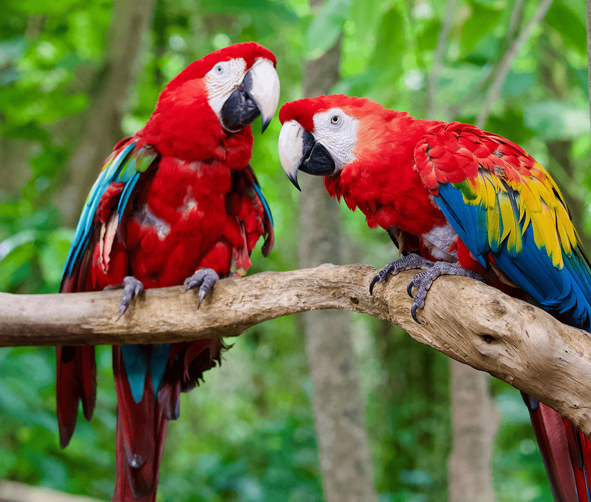 Sandals Strives to Protect the Pristine Caribbean by Protecting Birds, Flowers, Land and Sea Animals Sandals Strives to Protect the Pristine Caribbean