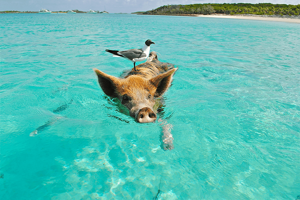 Swim with the pigs at Sandals Royal Bahamian Resort!