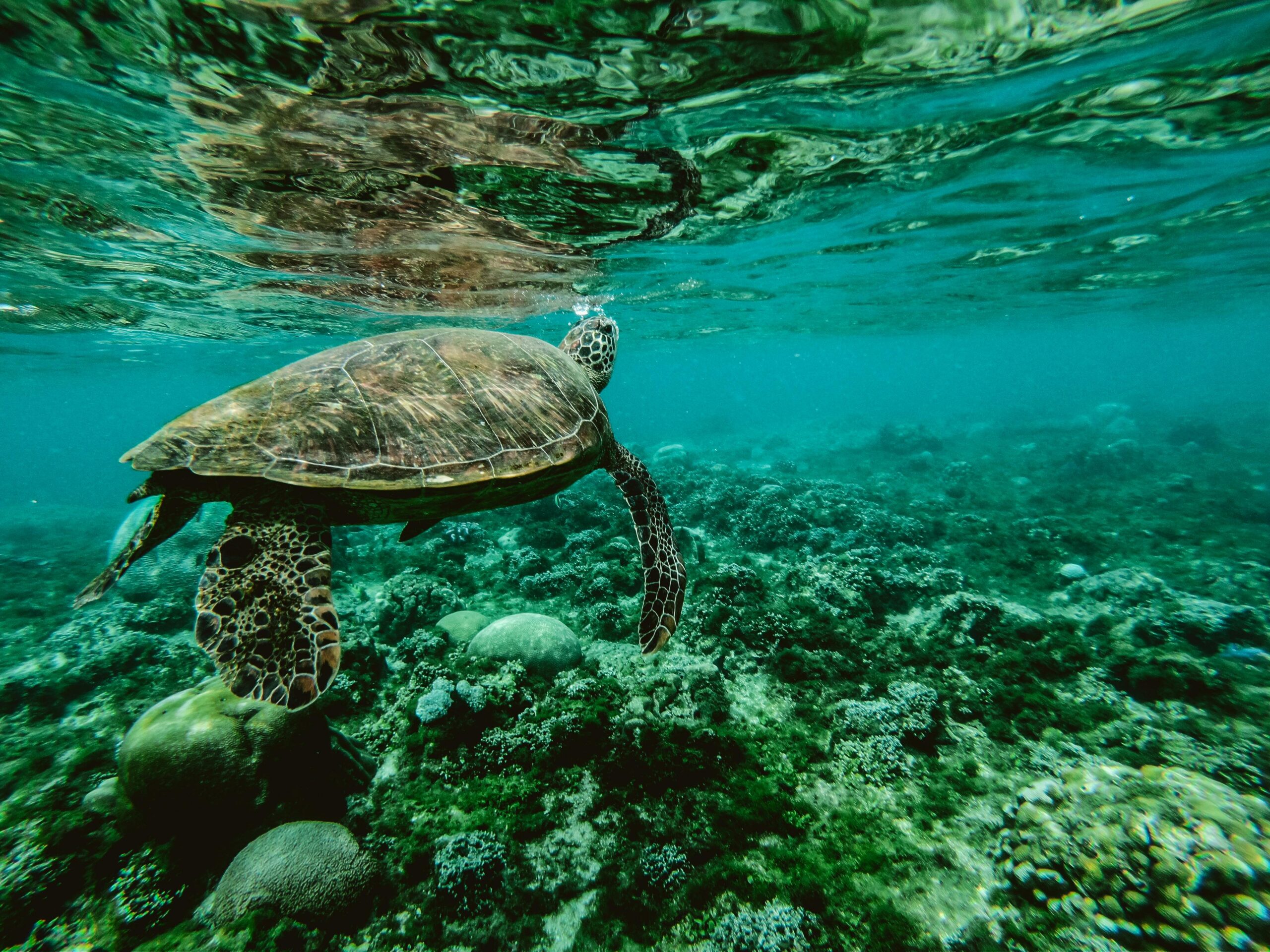Sandals Resorts and the Environment